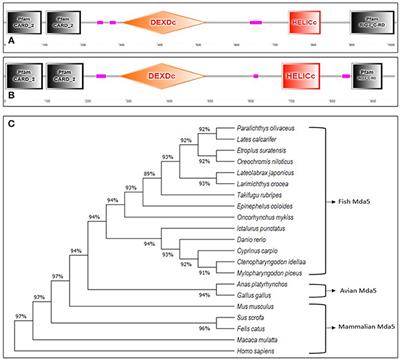 Pattern Recognition by Melanoma Differentiation-Associated Gene 5 (Mda5) in Teleost Fish: A Review